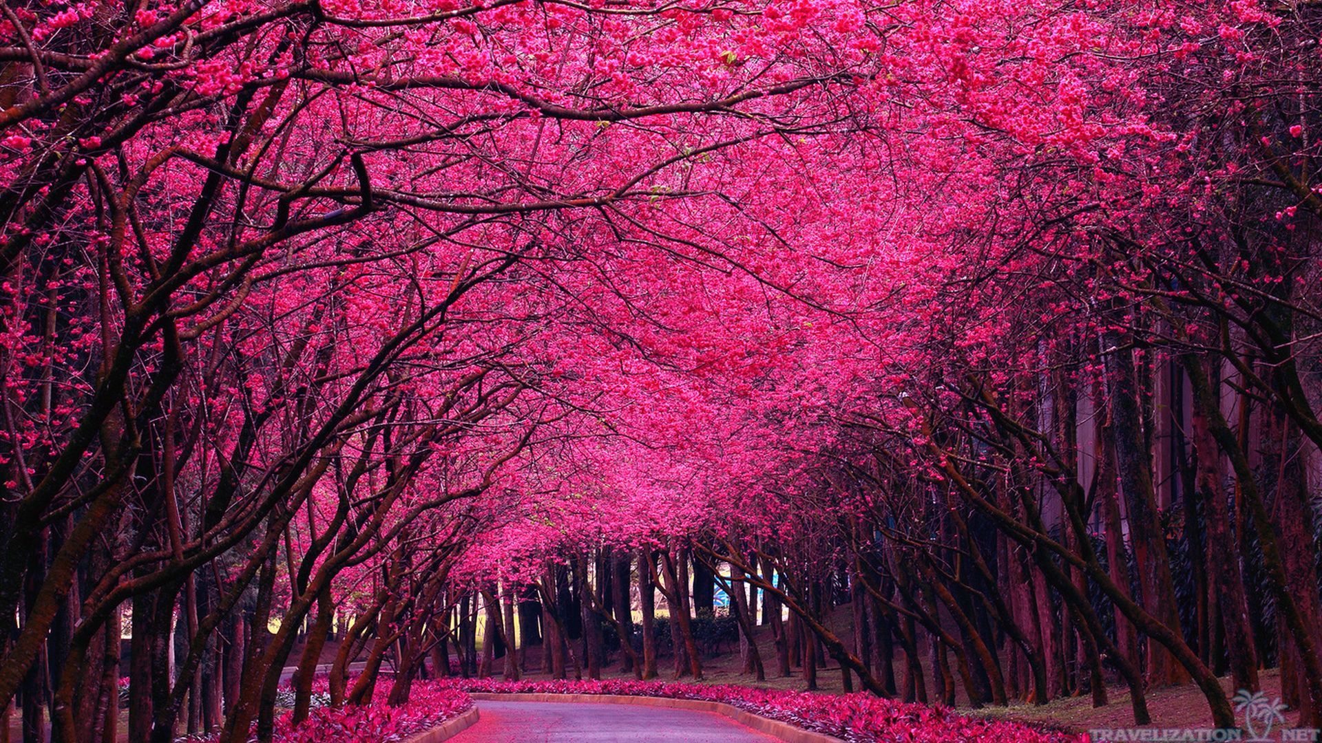 Pink Trees Wallpapers