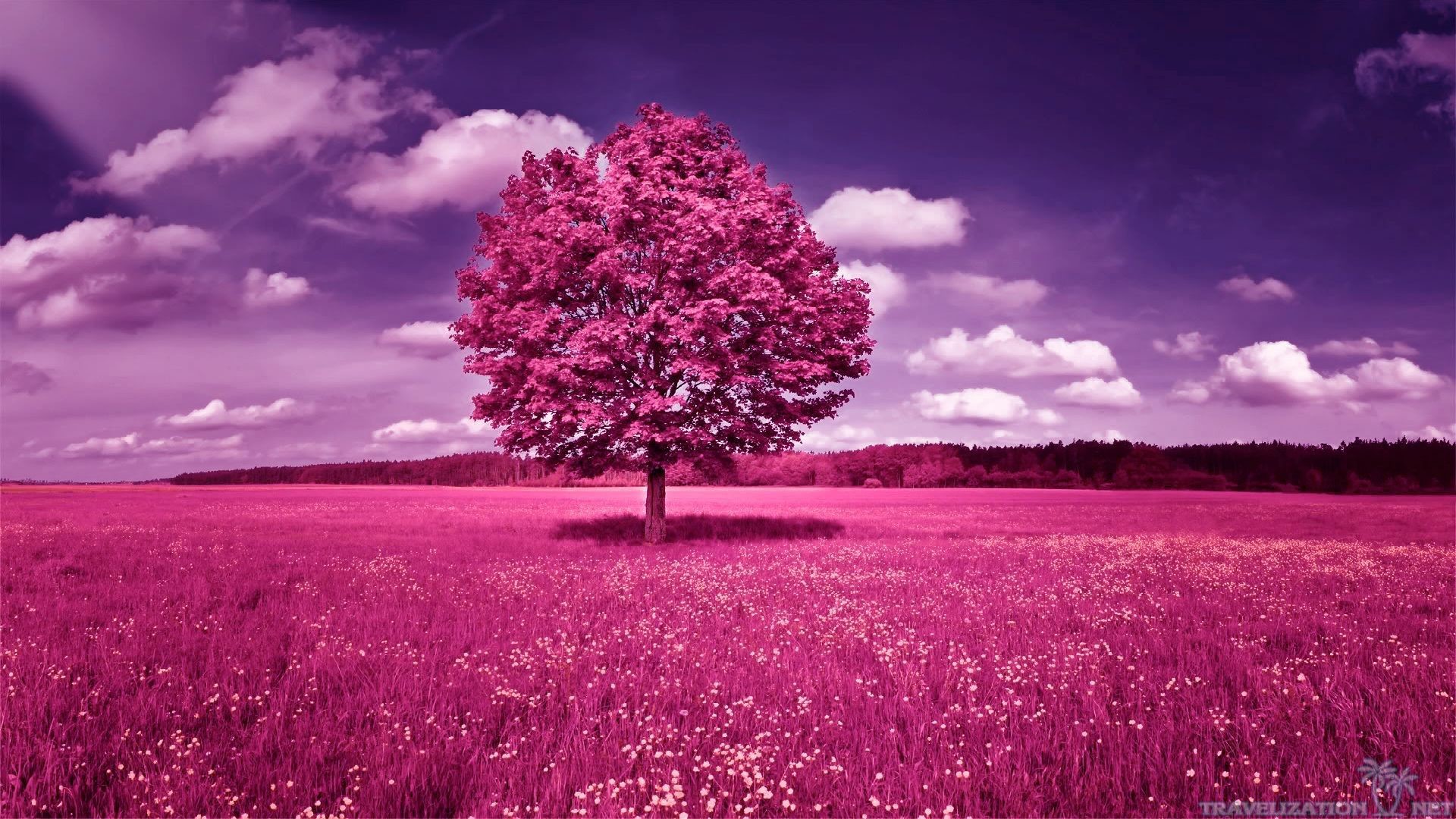 Pink Trees Wallpapers