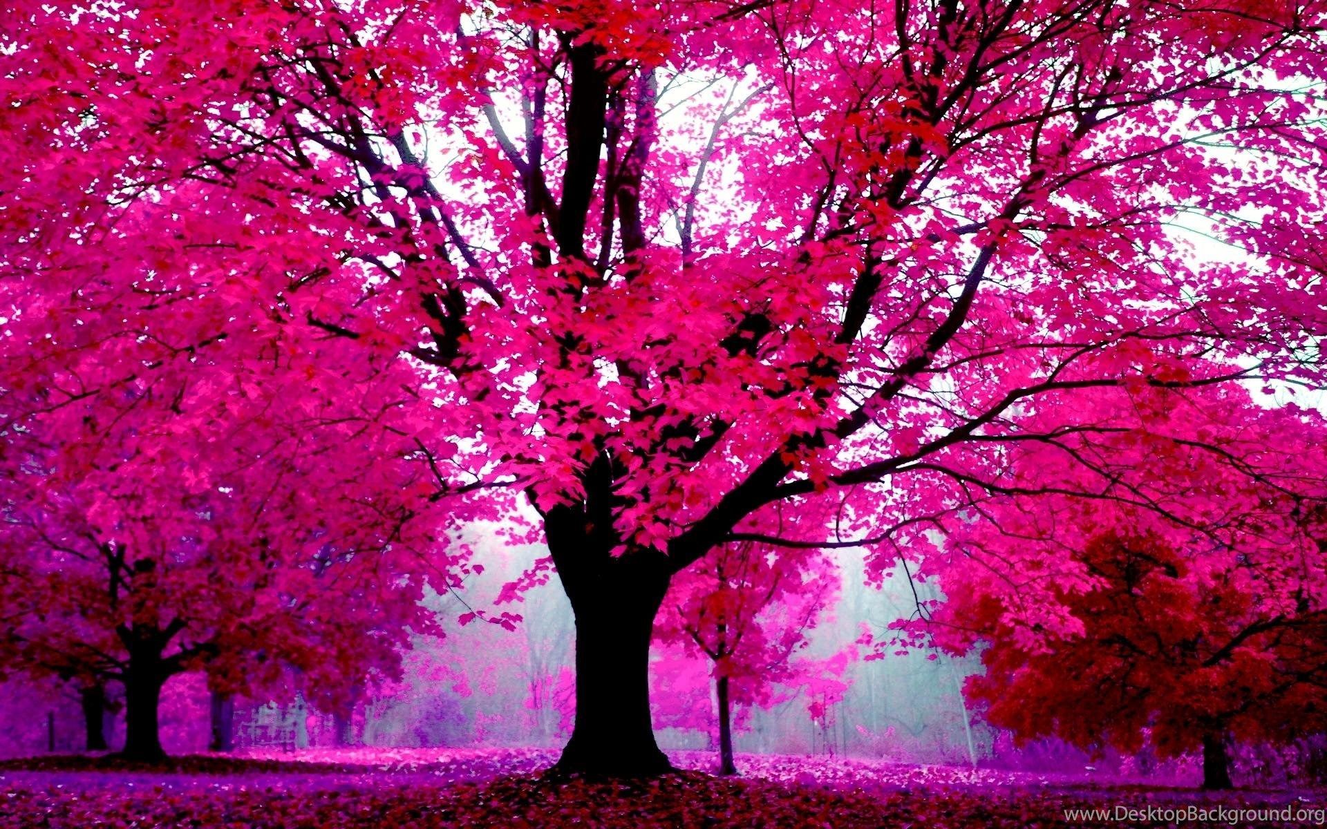 Pink Trees Wallpapers