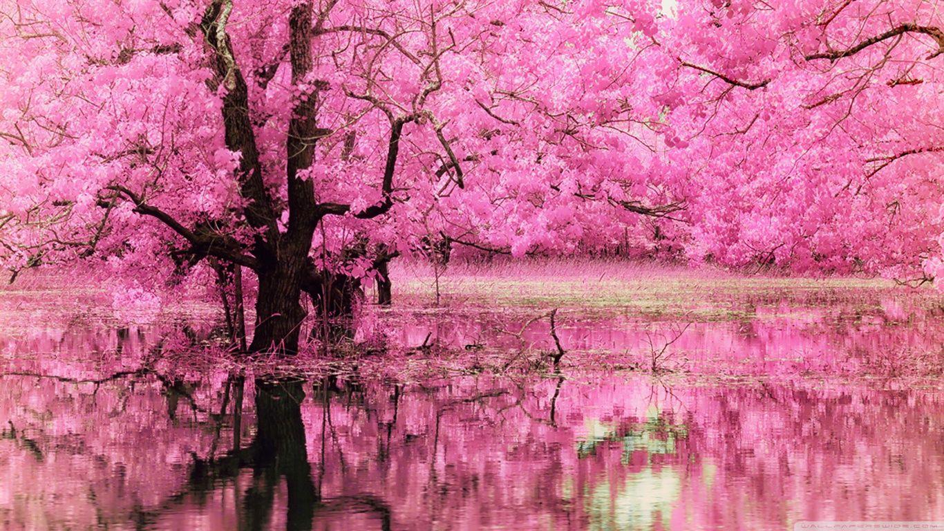 Pink Trees Wallpapers