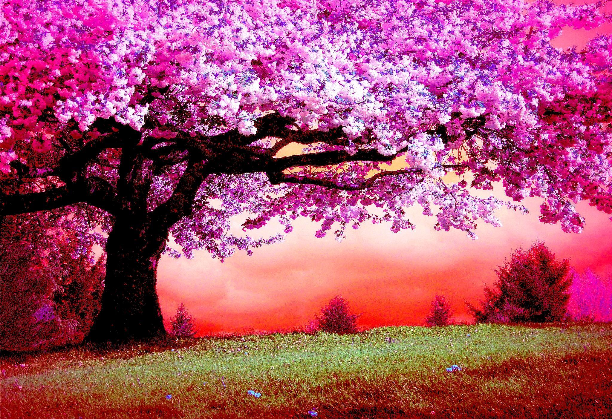 Pink Trees Wallpapers