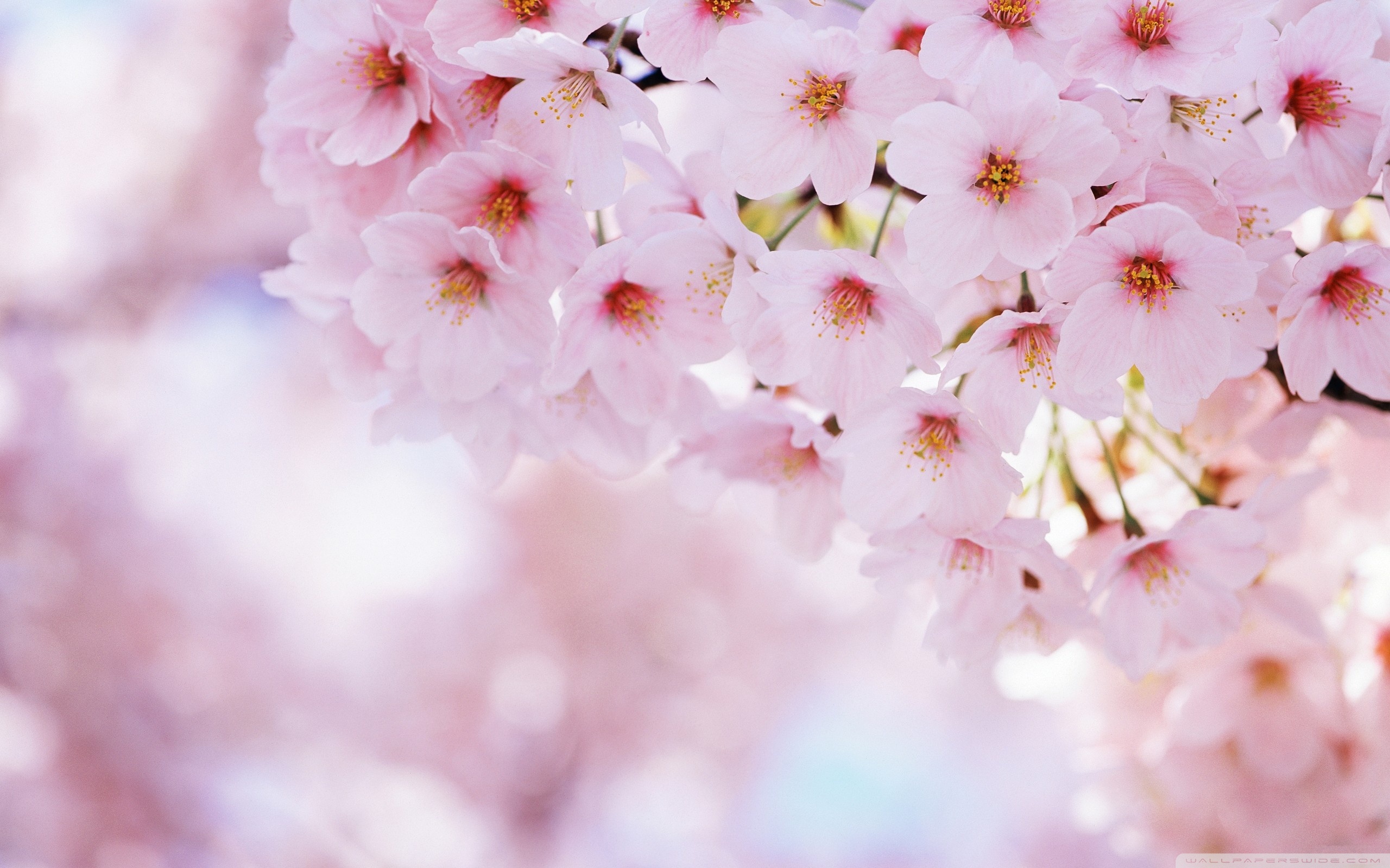 Pink Trees Wallpapers