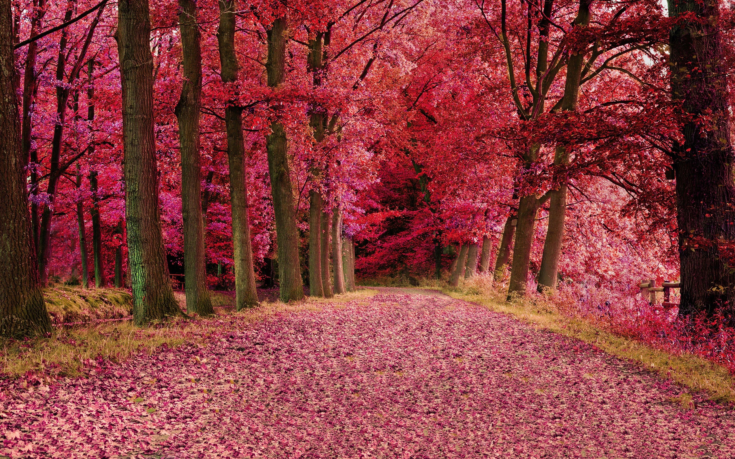 Pink Trees Wallpapers