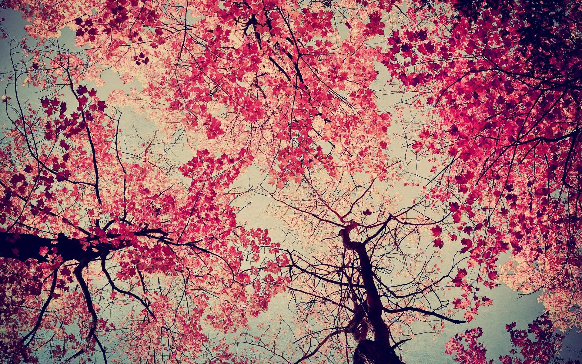 Pink Trees Wallpapers