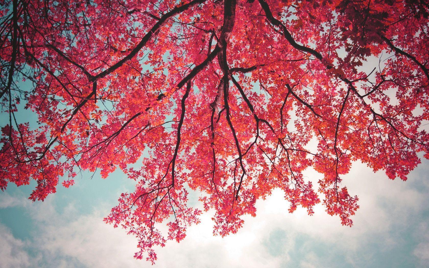 Pink Trees Wallpapers