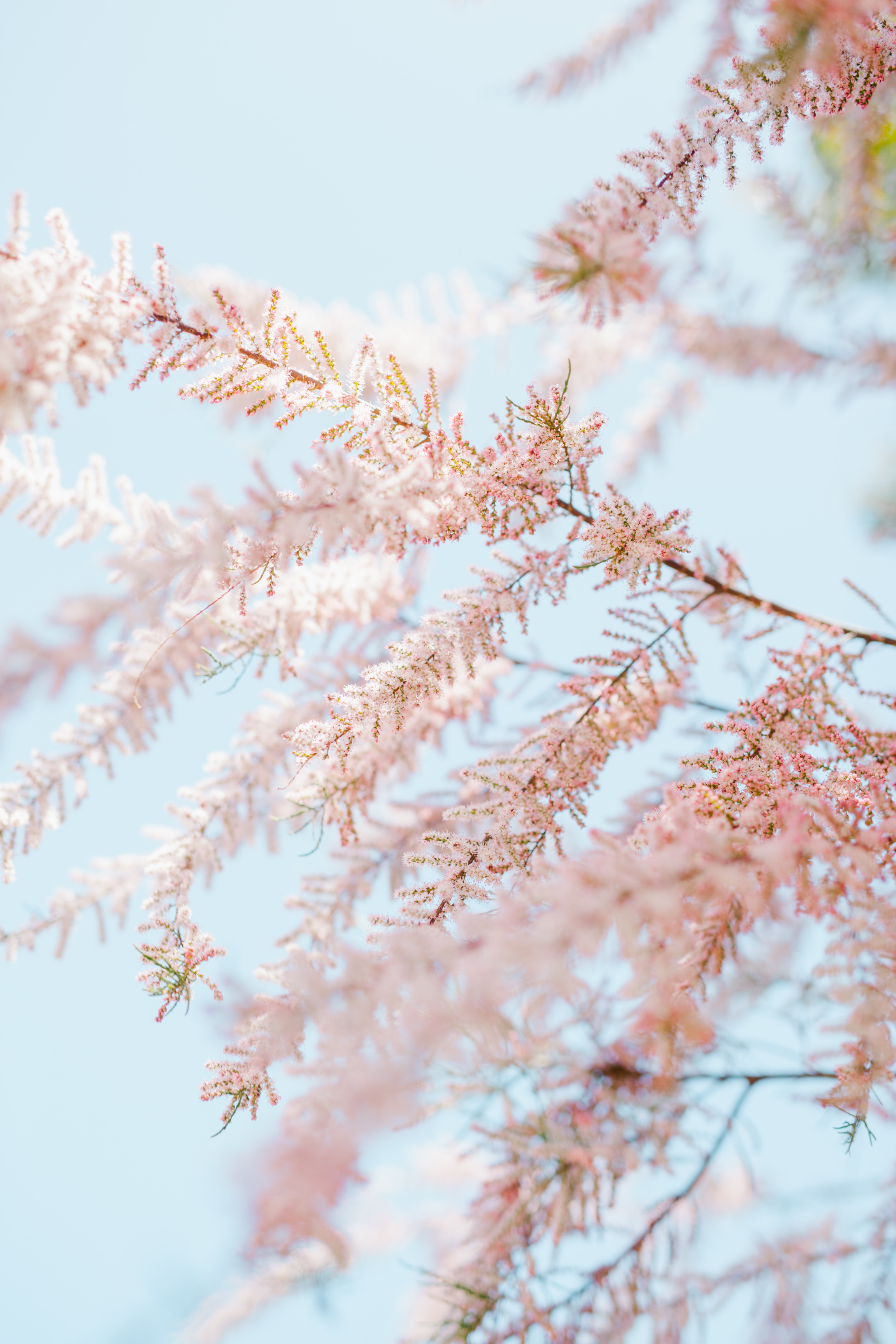 Pink Trees Wallpapers