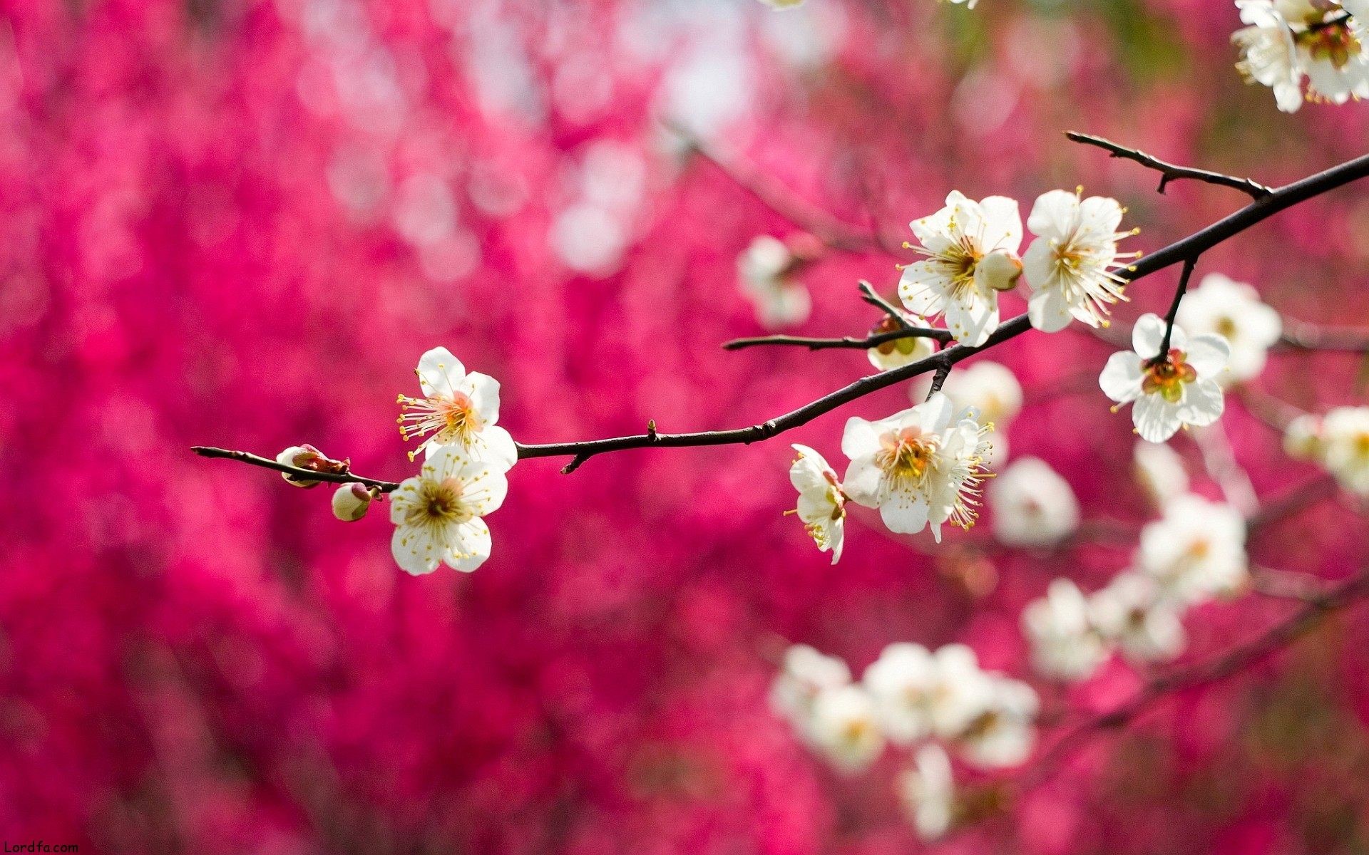 Pink Trees Wallpapers