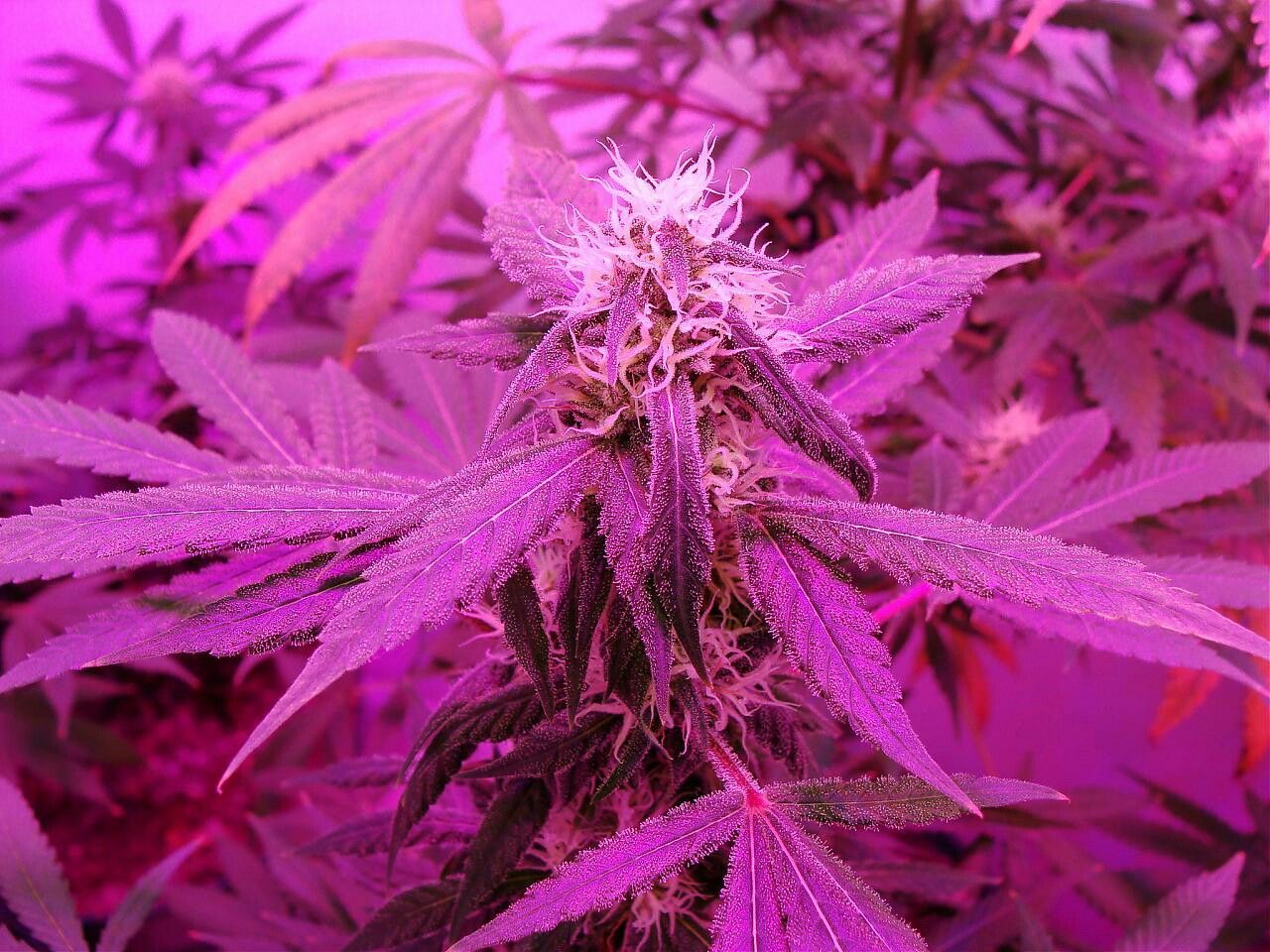 Pink Weed Wallpapers