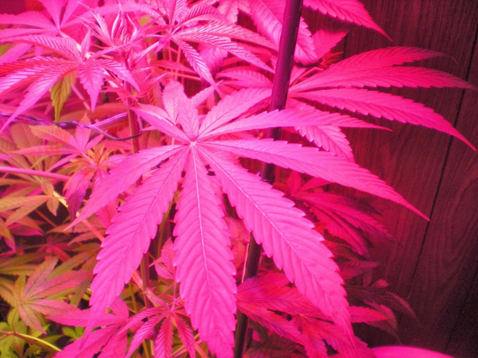 Pink Weed Wallpapers