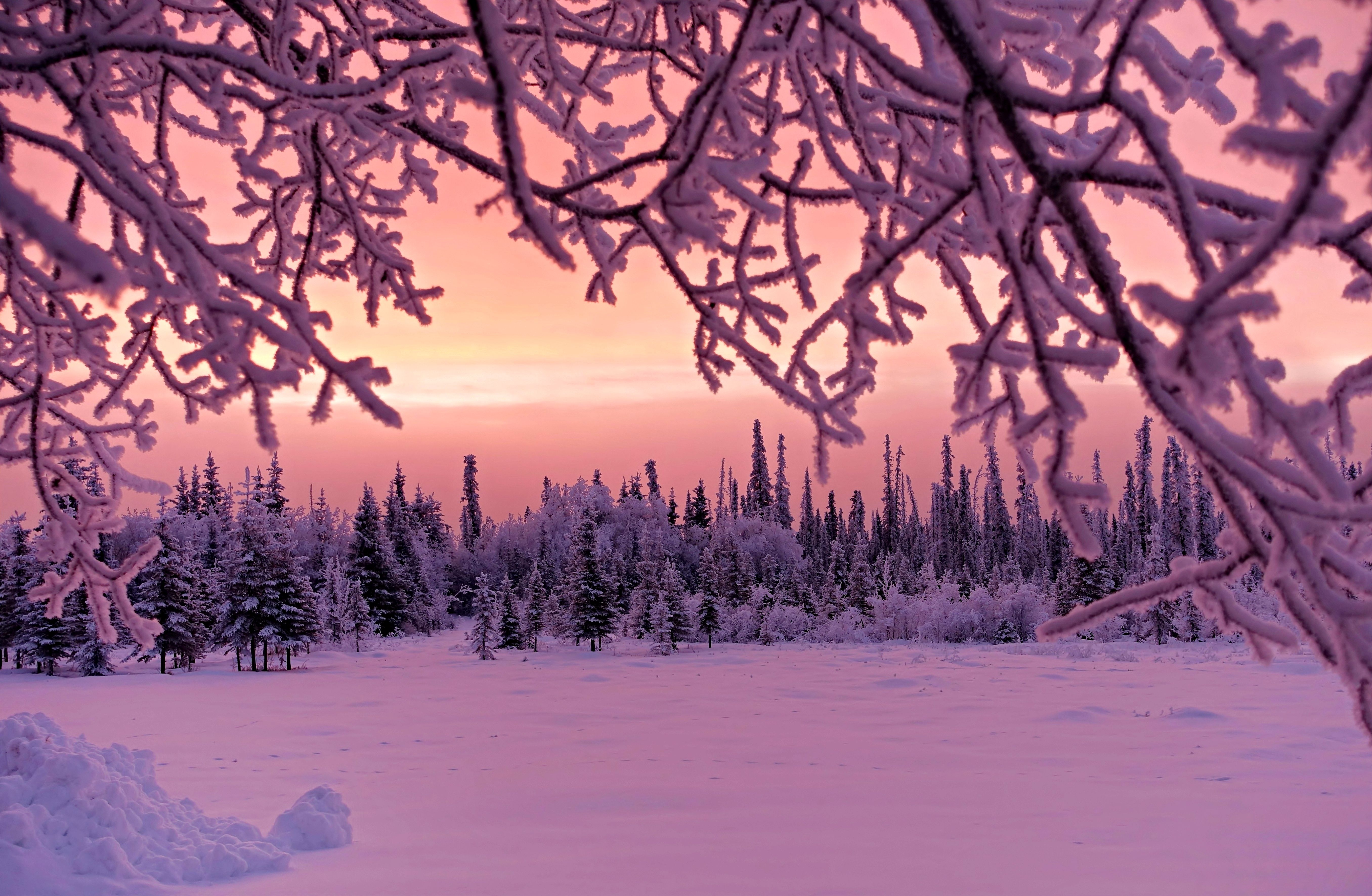 Pink Winter Wallpapers