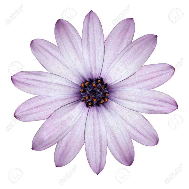 Purple Flowers White Background