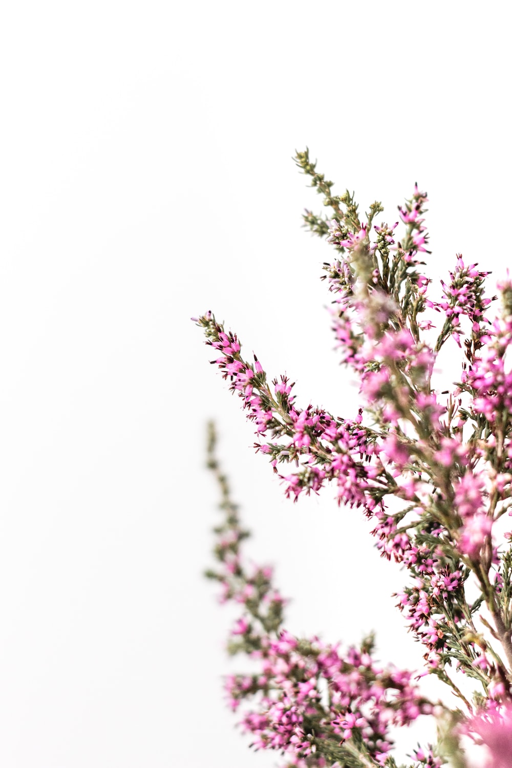 Purple Flowers White Background