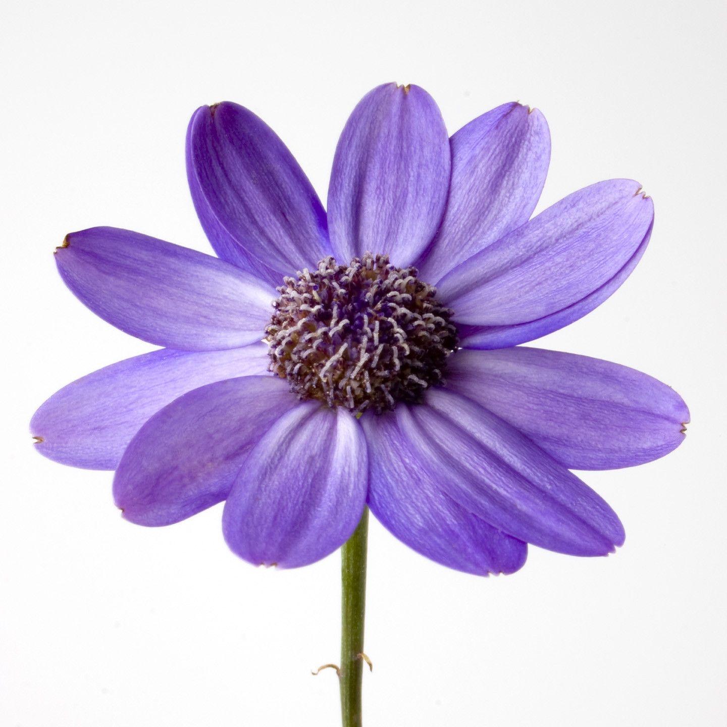 Purple Flowers White Background