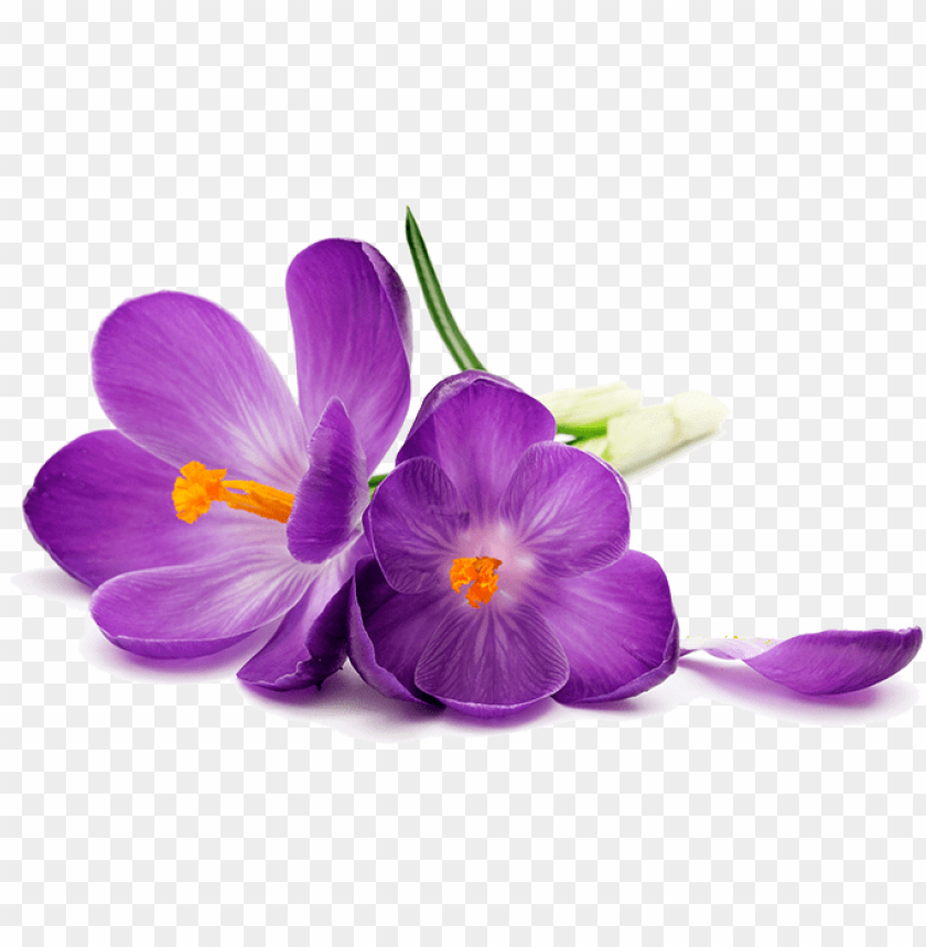 Purple Flowers White Background