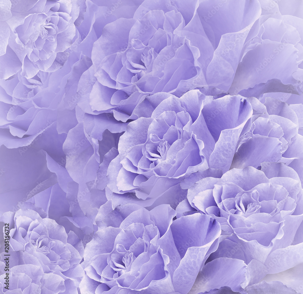 Purple Flowers White Background