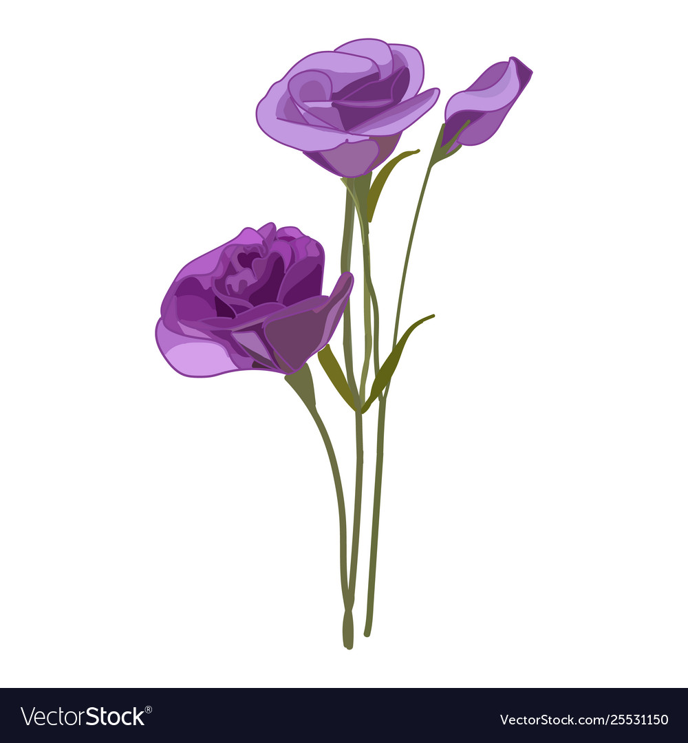 Purple Flowers White Background