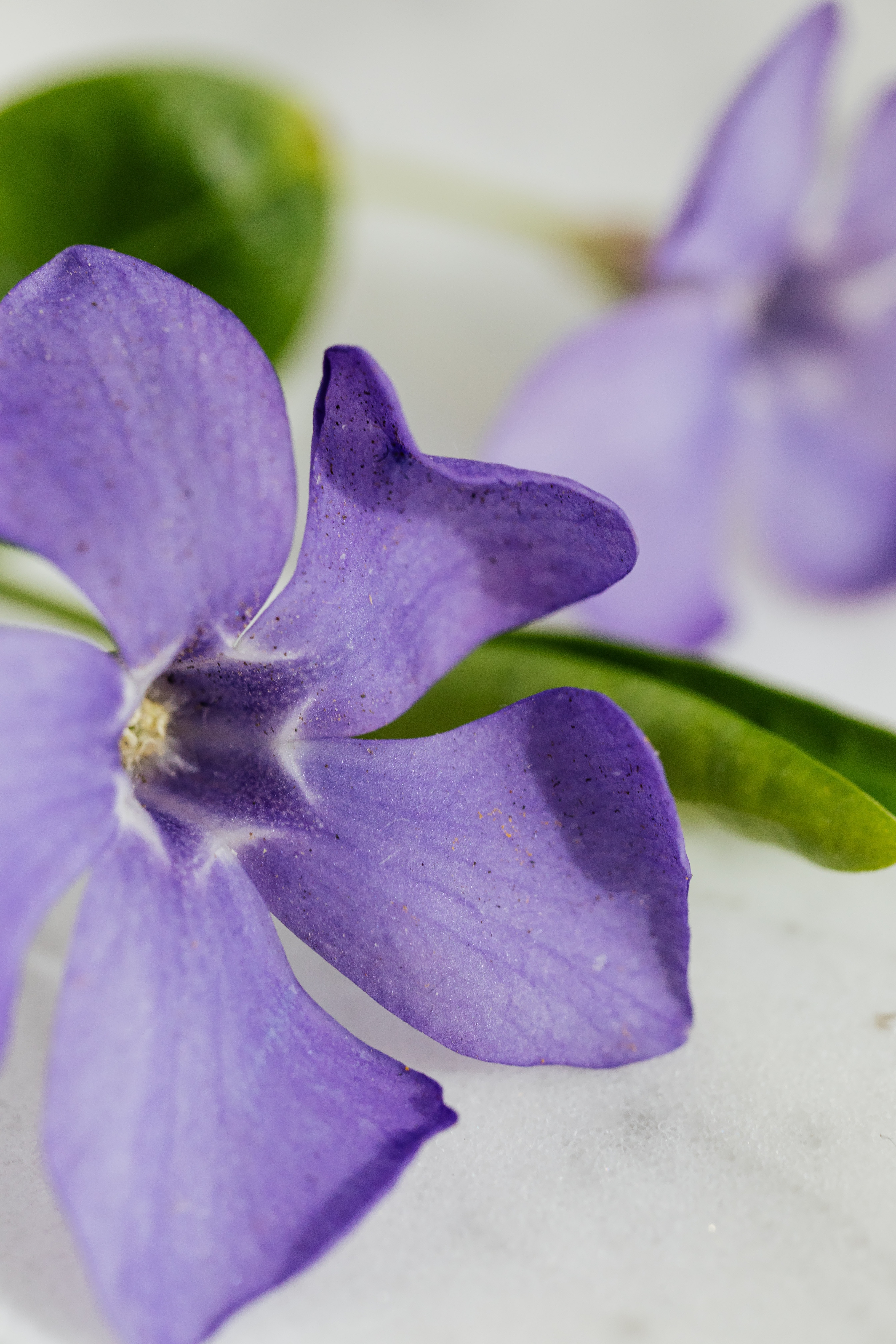 Purple Flowers White Background