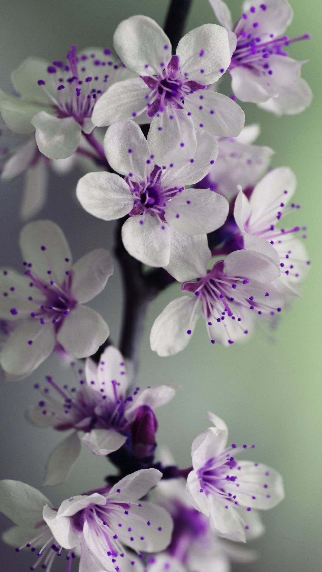 Purple Flowers White Background