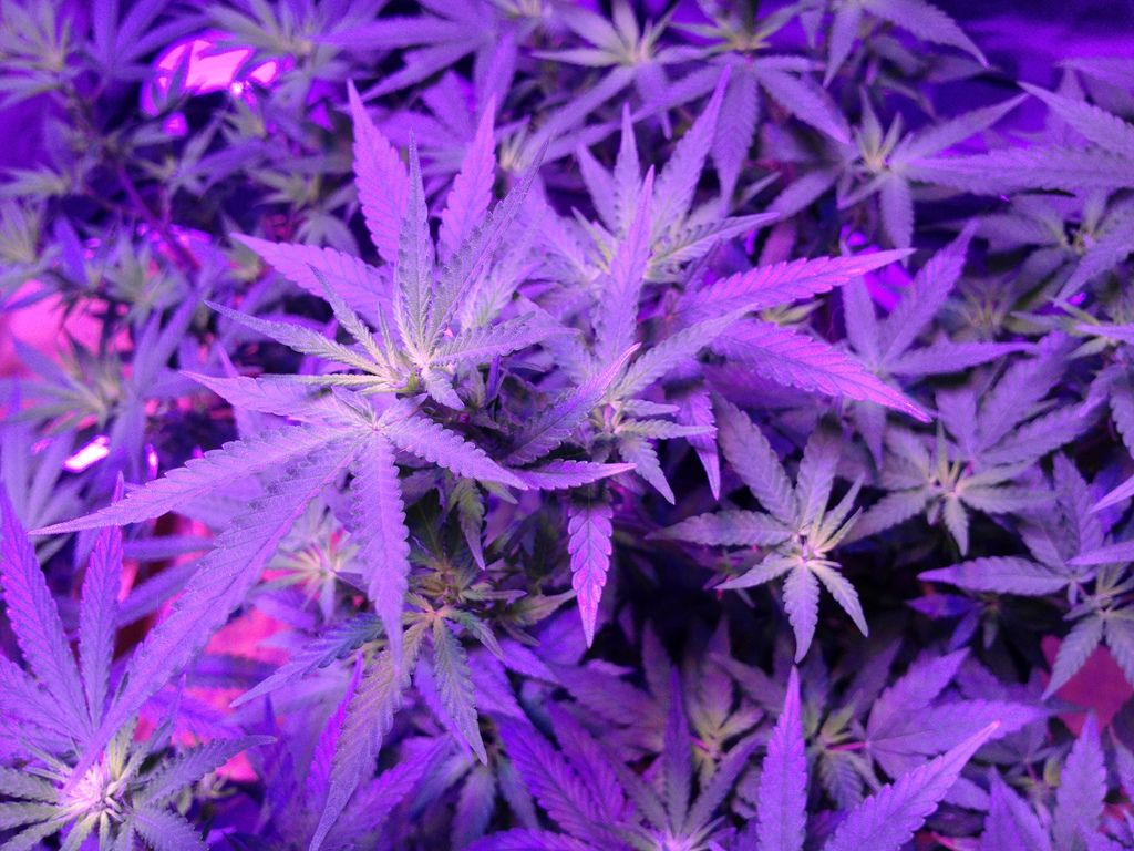 Purple Weed Background