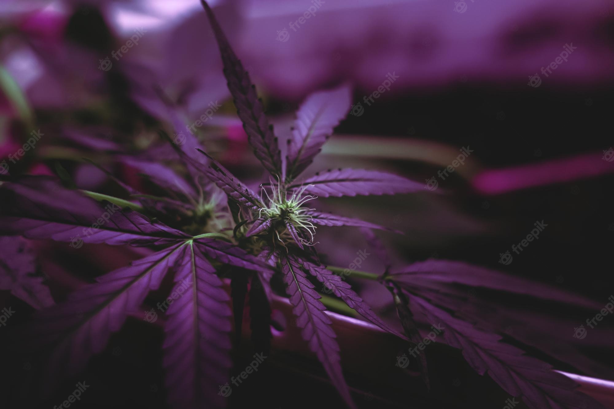 Purple Weed Background