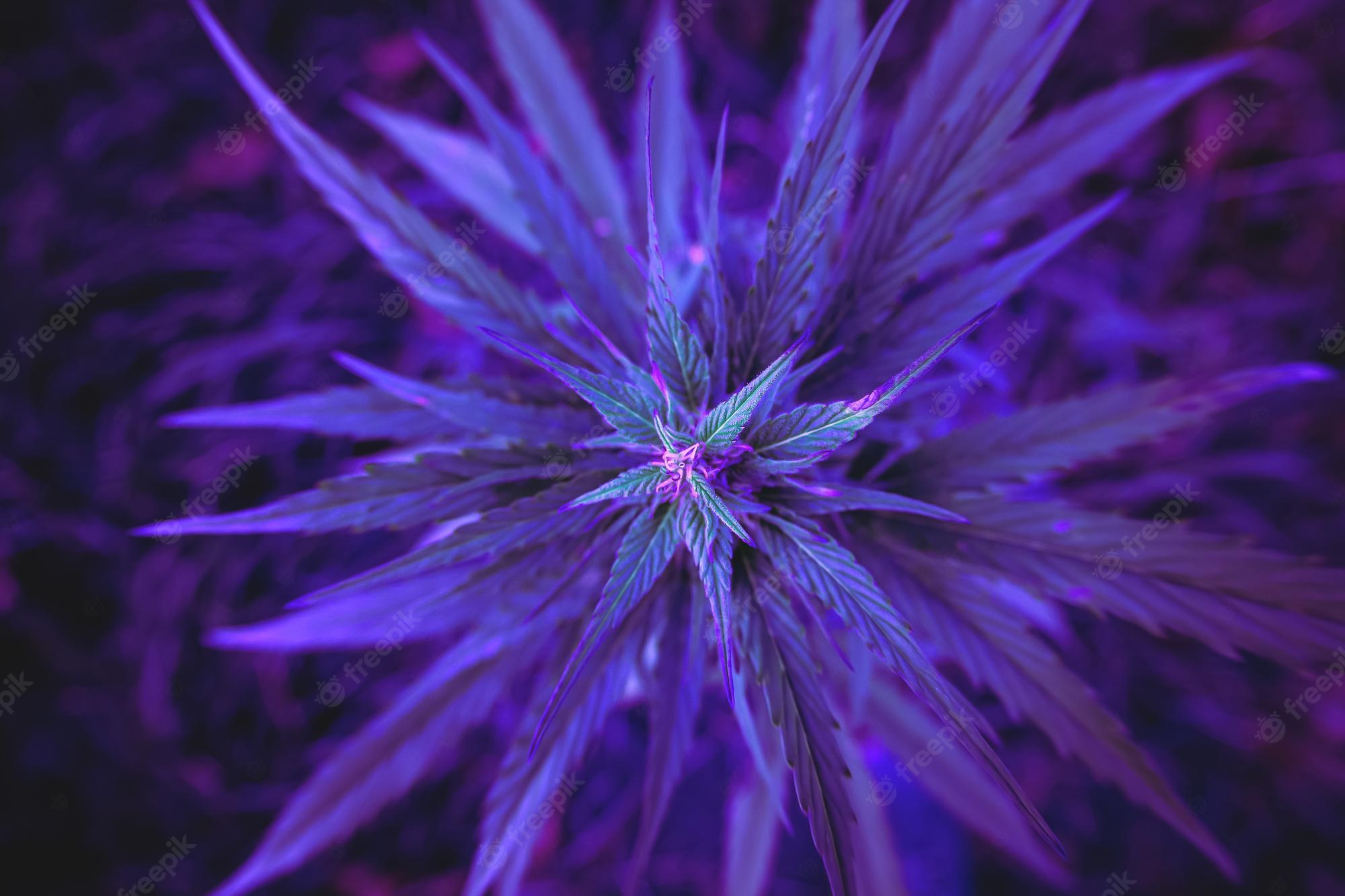 Purple Weed Background