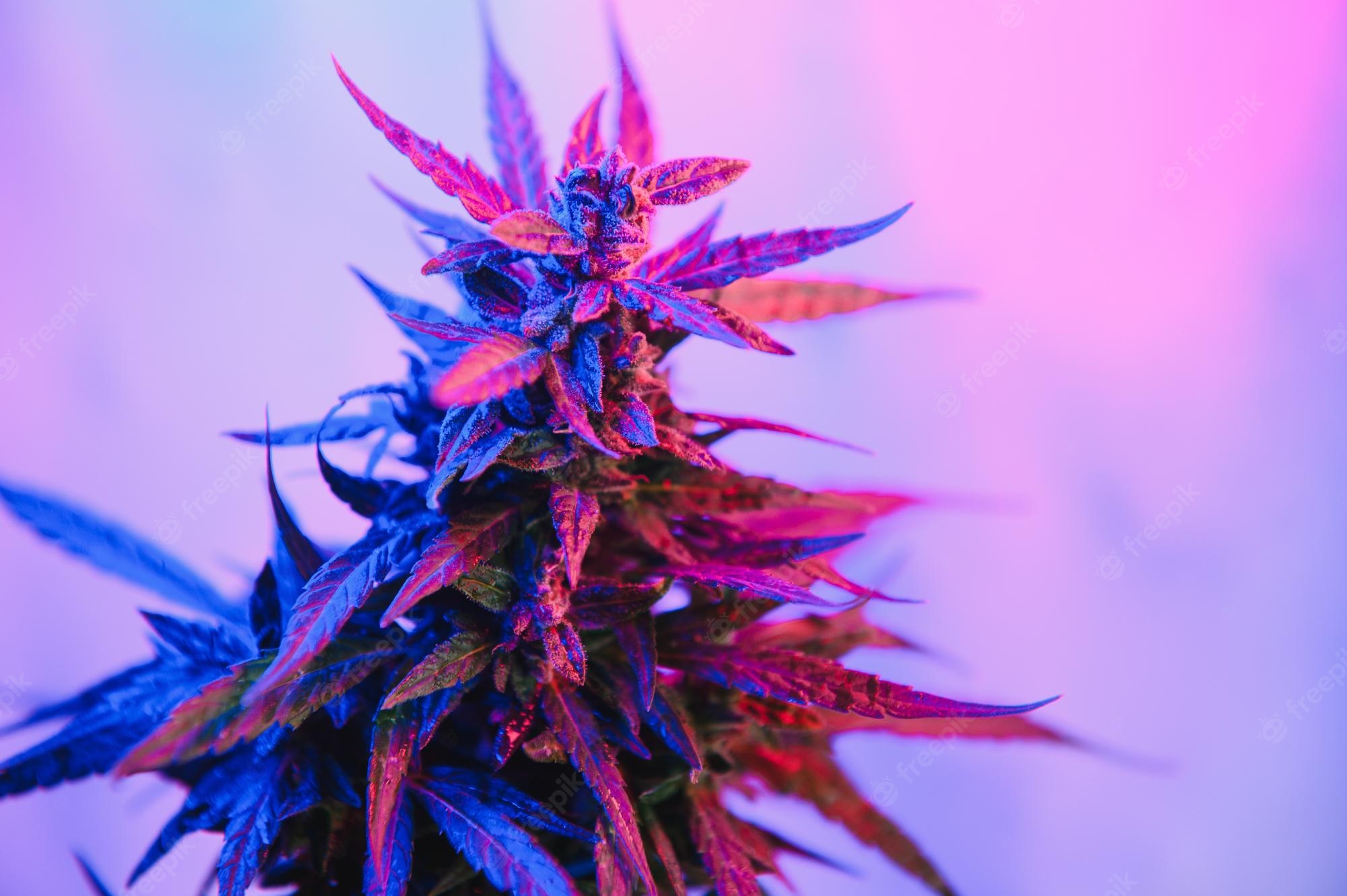 Purple Weed Background