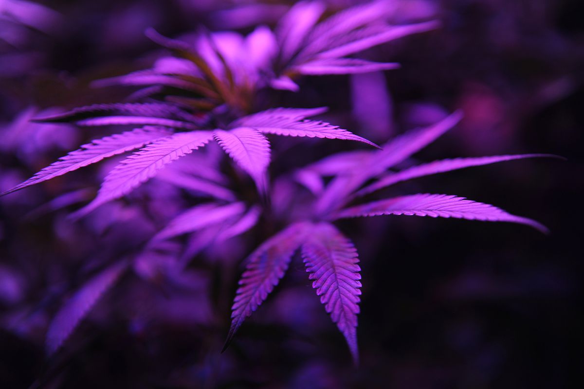 Purple Weed Background