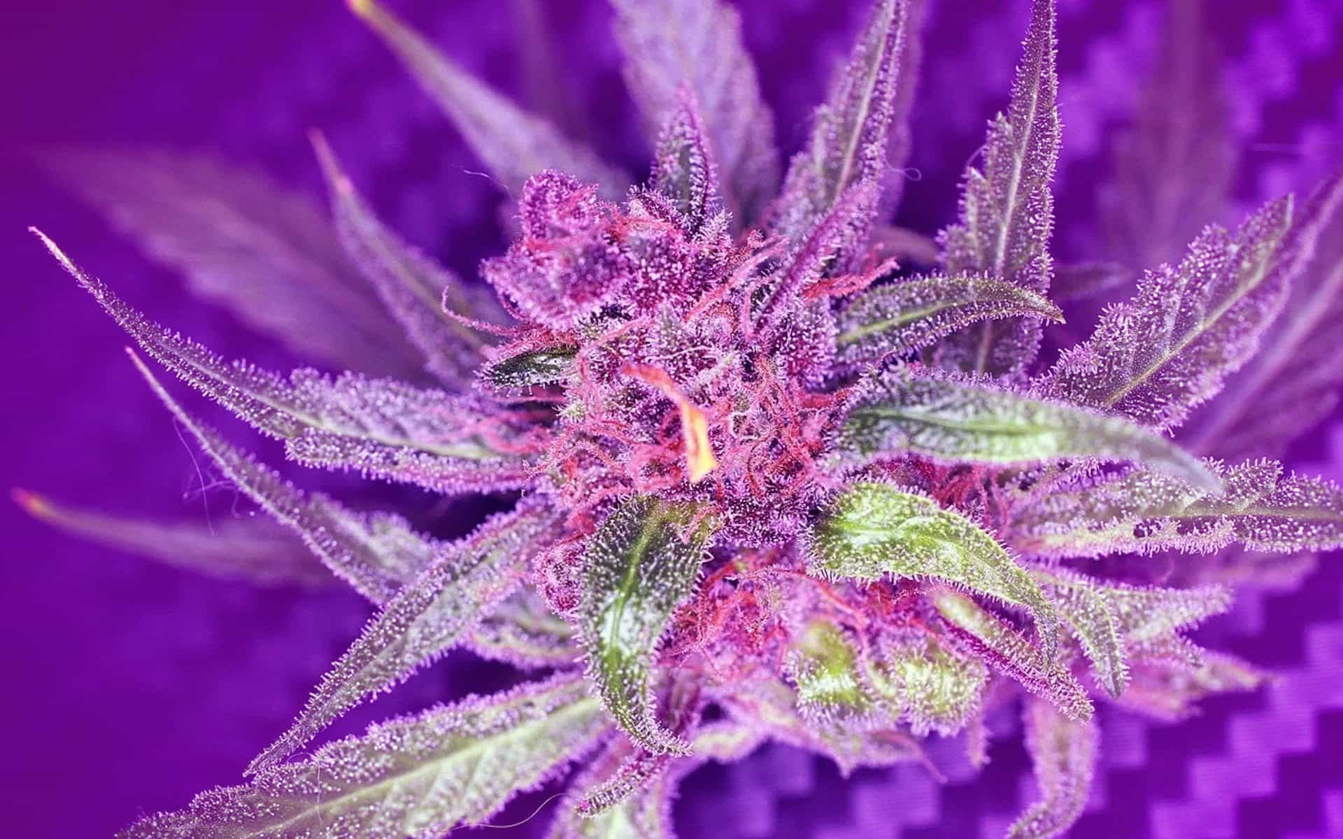 Purple Weed Background