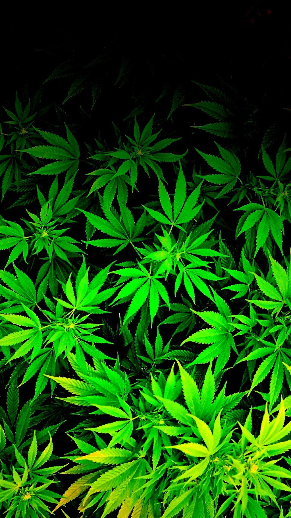 Purple Weed Background