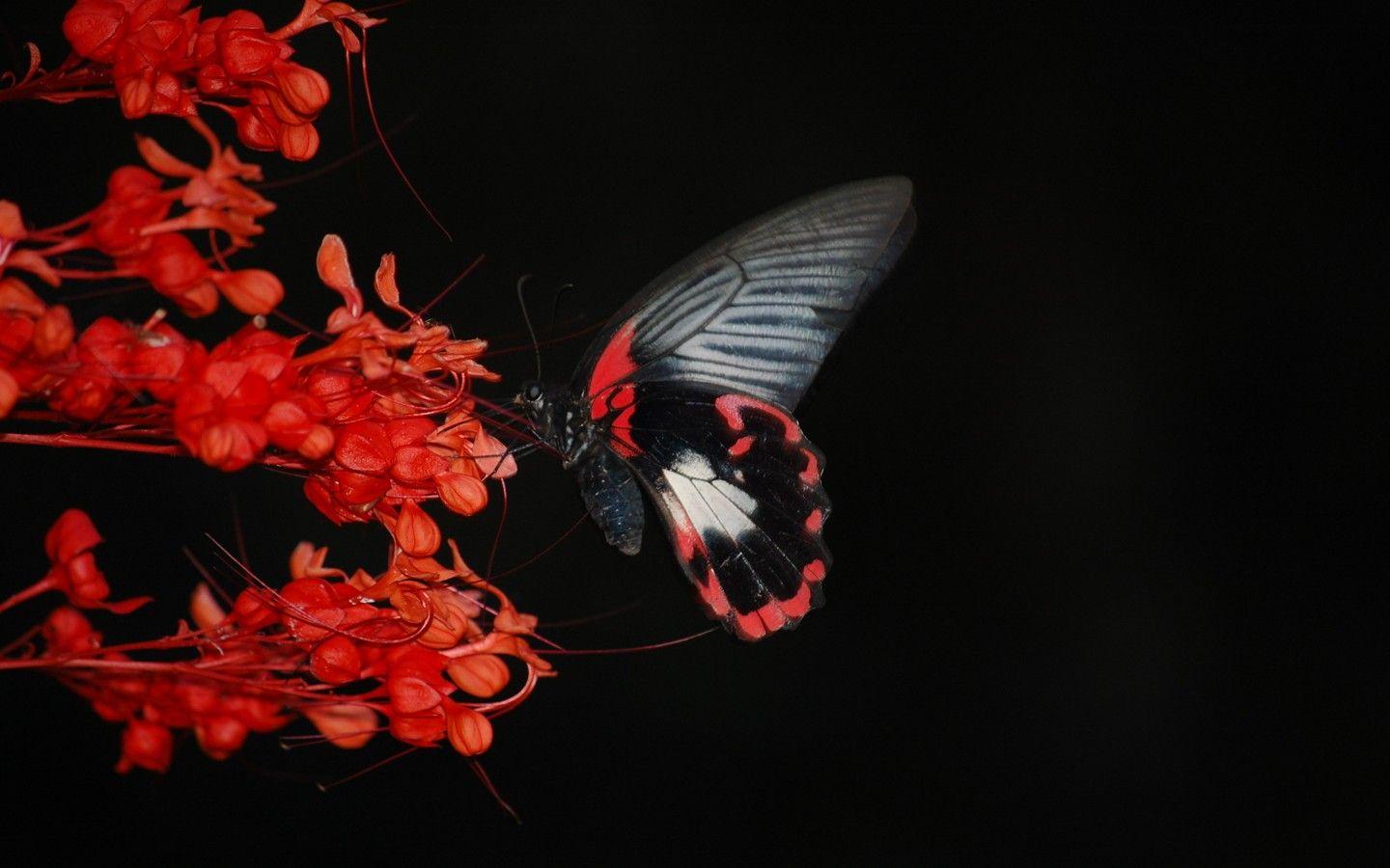 Red And Black Butterfly Wallpapers