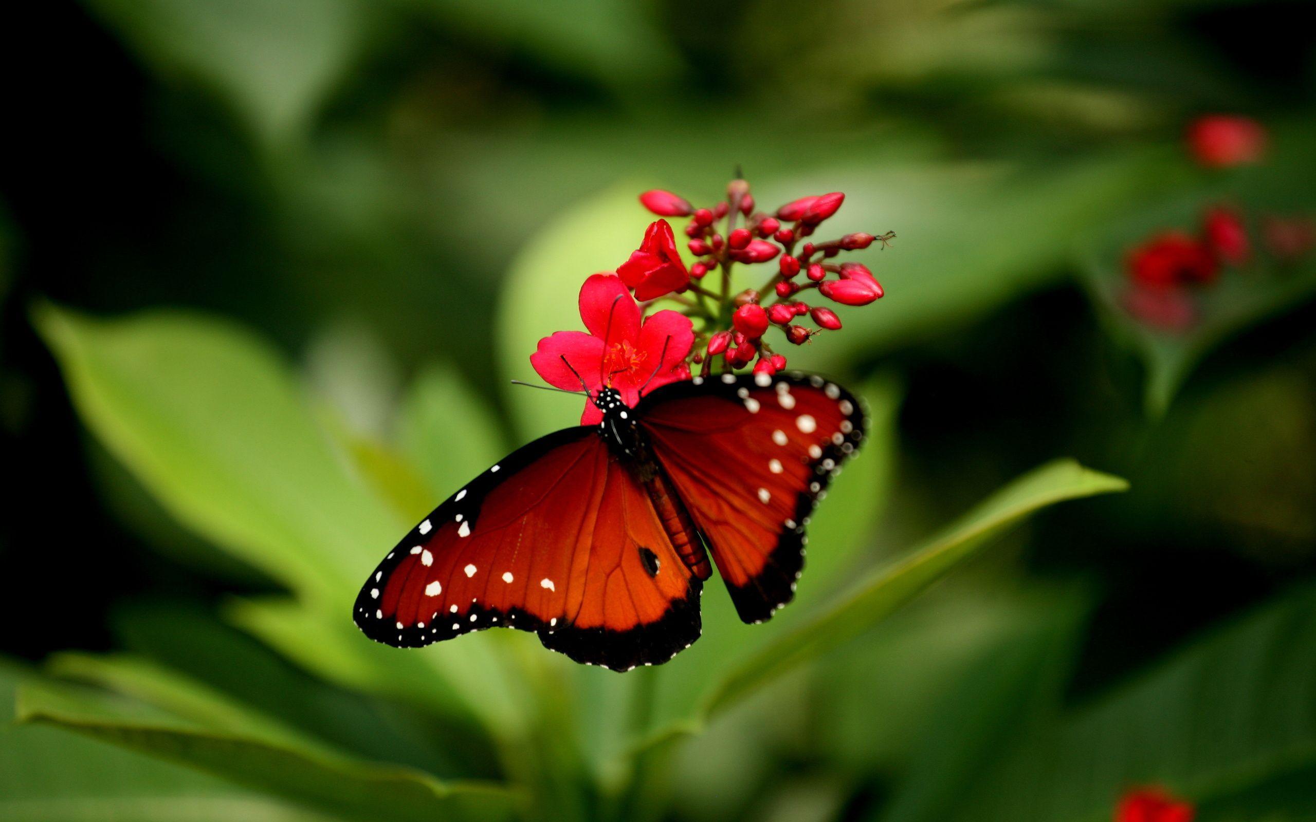 Red And Black Butterfly Wallpapers