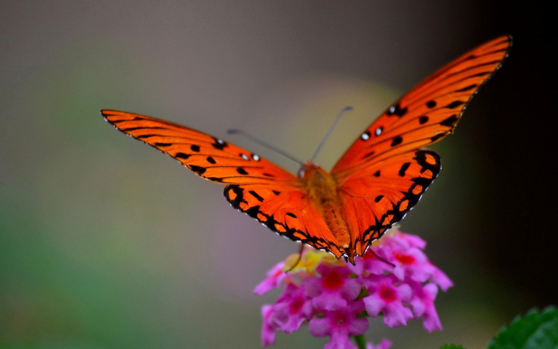 Red And Black Butterfly Wallpapers