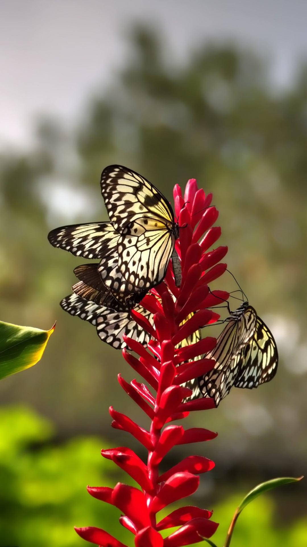 Red And Black Butterfly Wallpapers