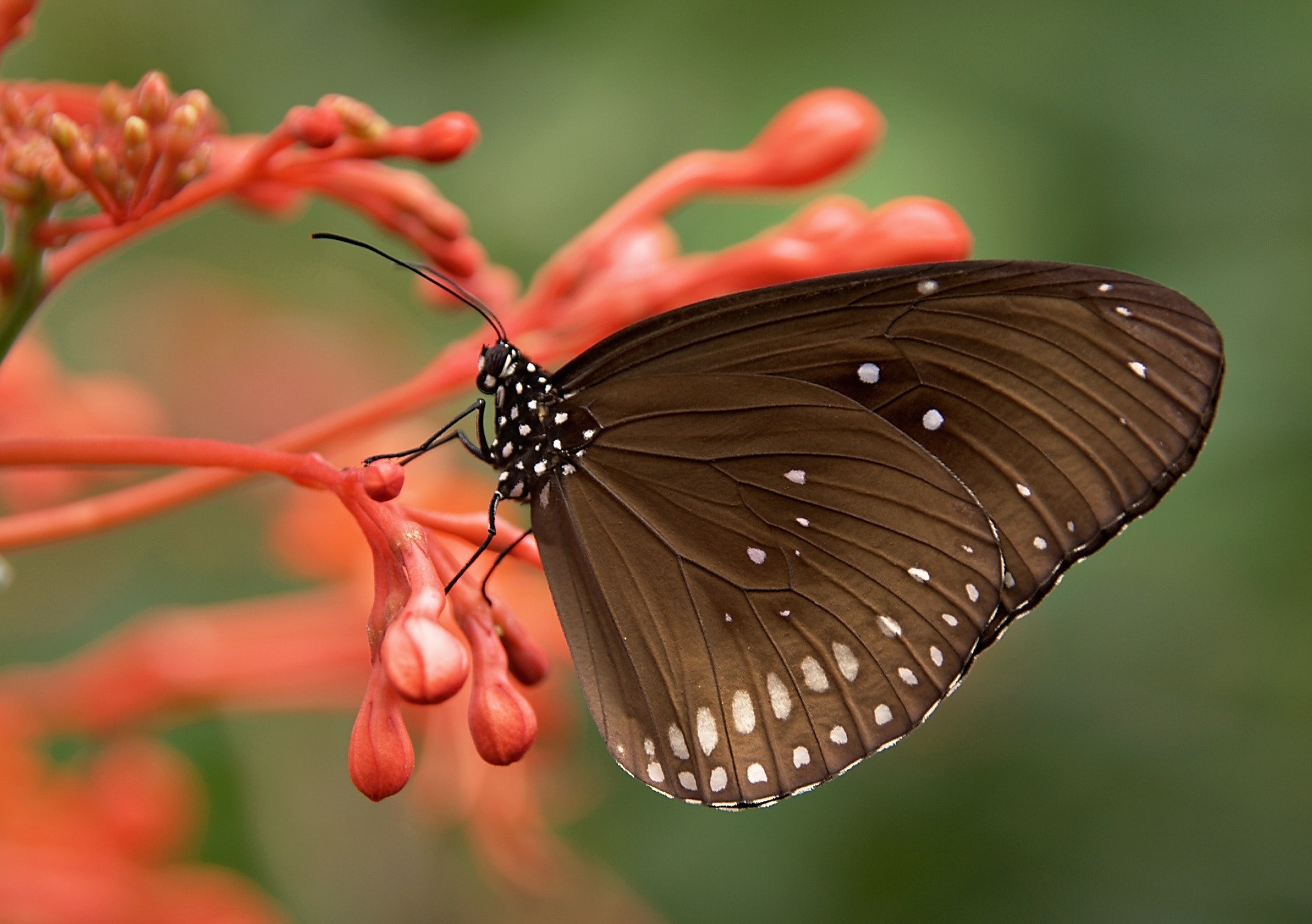 Red And Black Butterfly Wallpapers