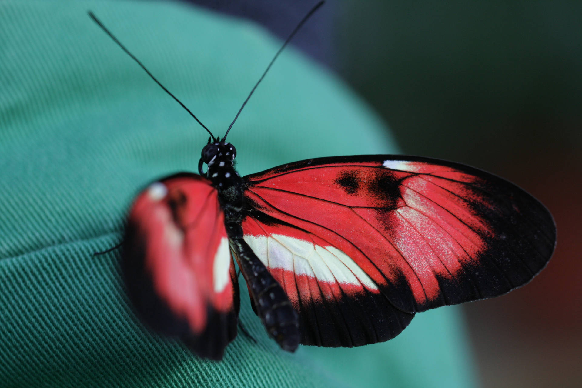 Red And Black Butterfly Wallpapers