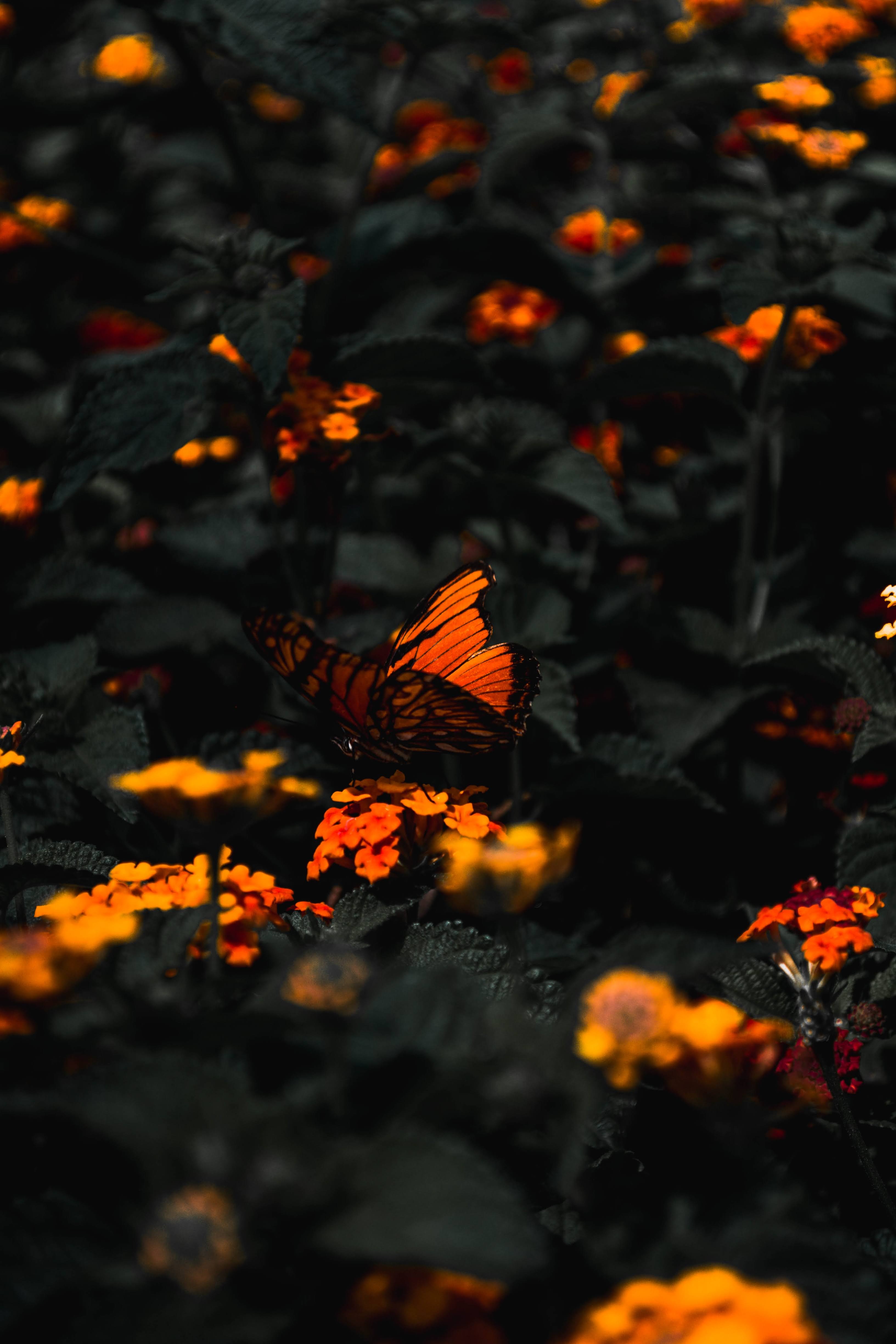 Red And Black Butterfly Wallpapers