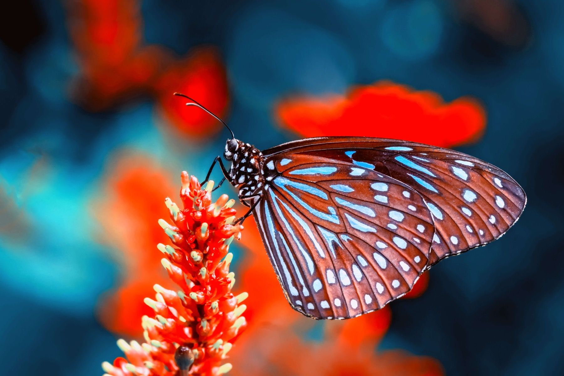 Red And Black Butterfly Wallpapers