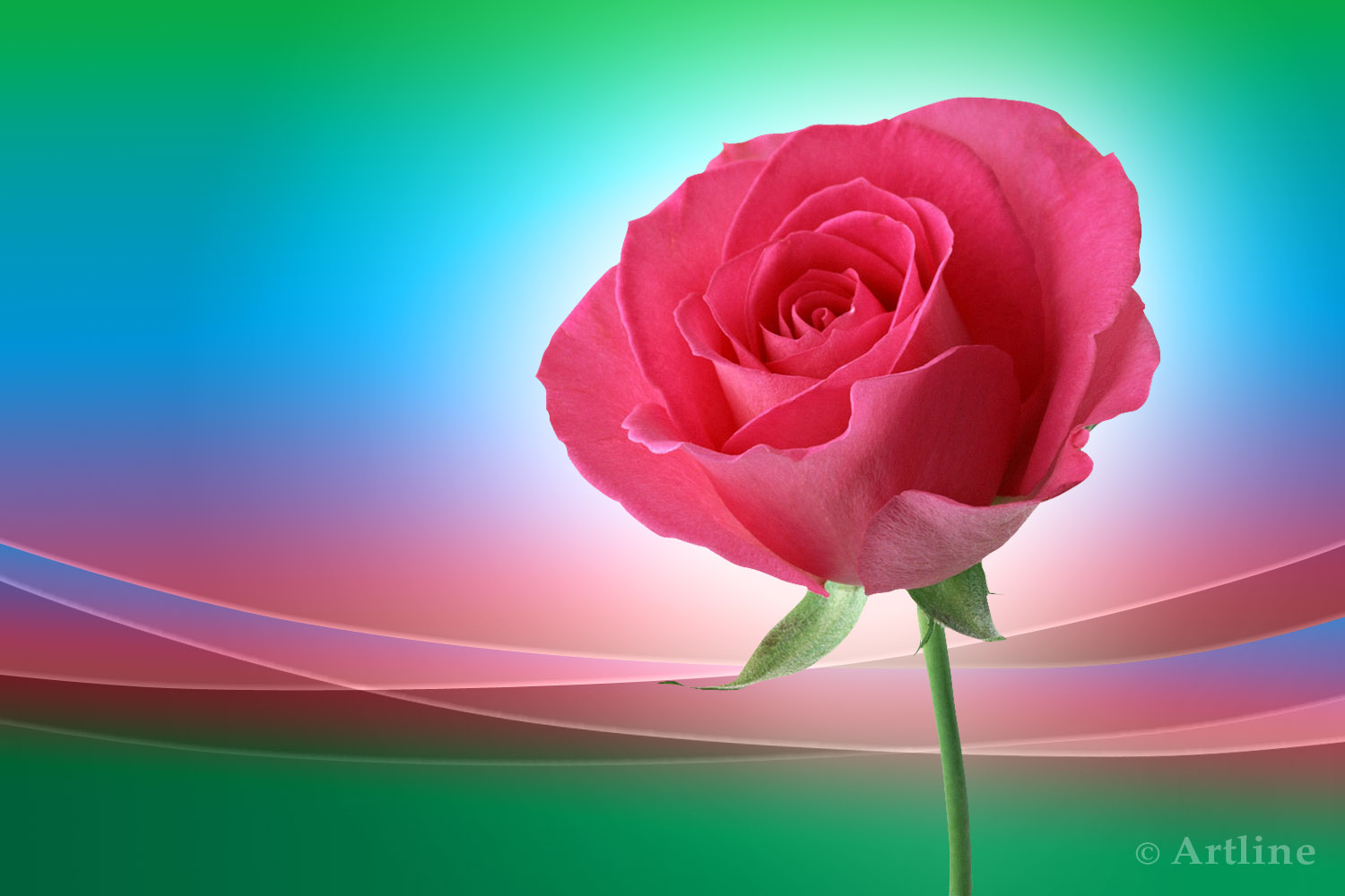 Red And Pink Roses Wallpapers