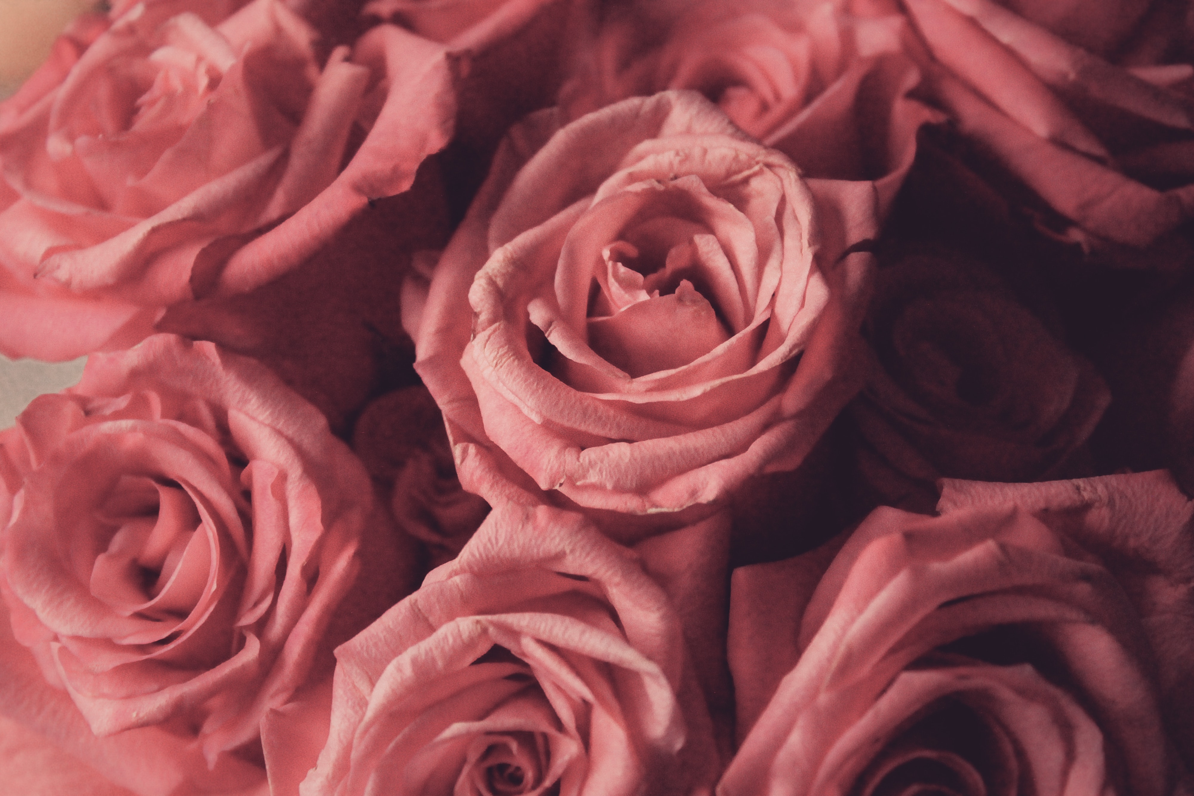 Red And Pink Roses Pics Wallpapers