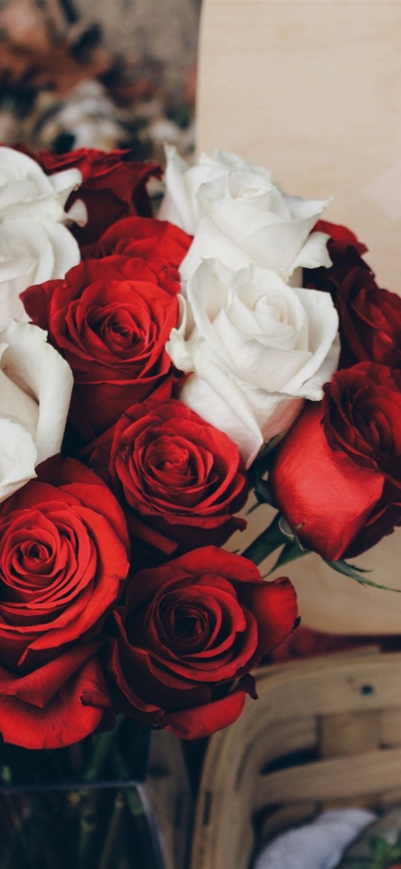 Red And White Roses Wallpapers