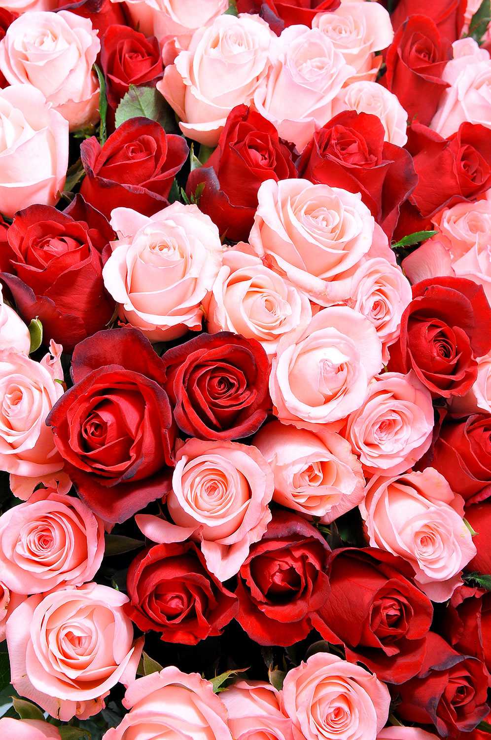 Red And White Roses Wallpapers