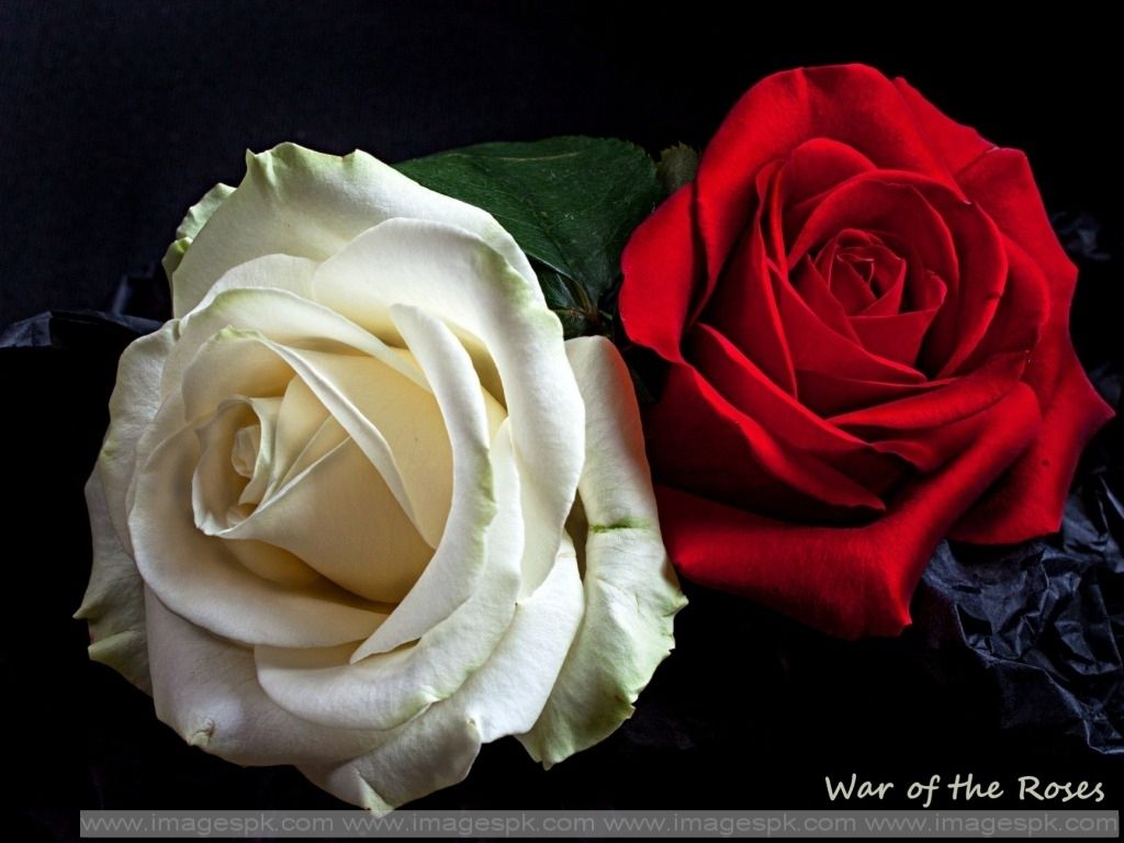 Red And White Roses Wallpapers