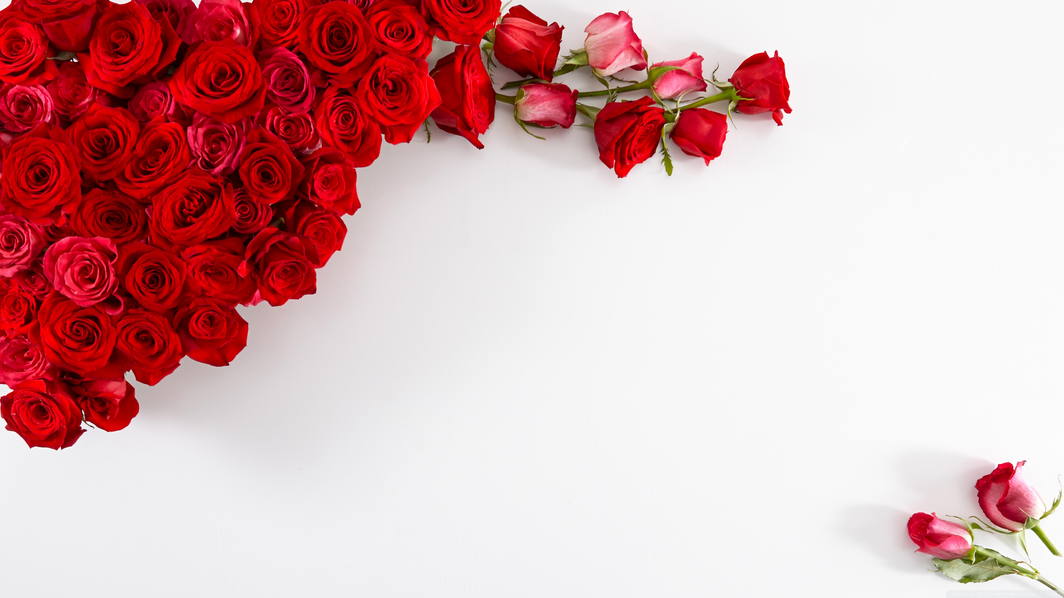 Red And White Roses Wallpapers