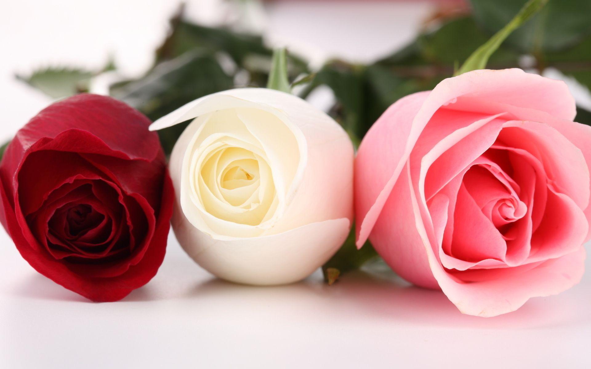 Red And White Roses Wallpapers