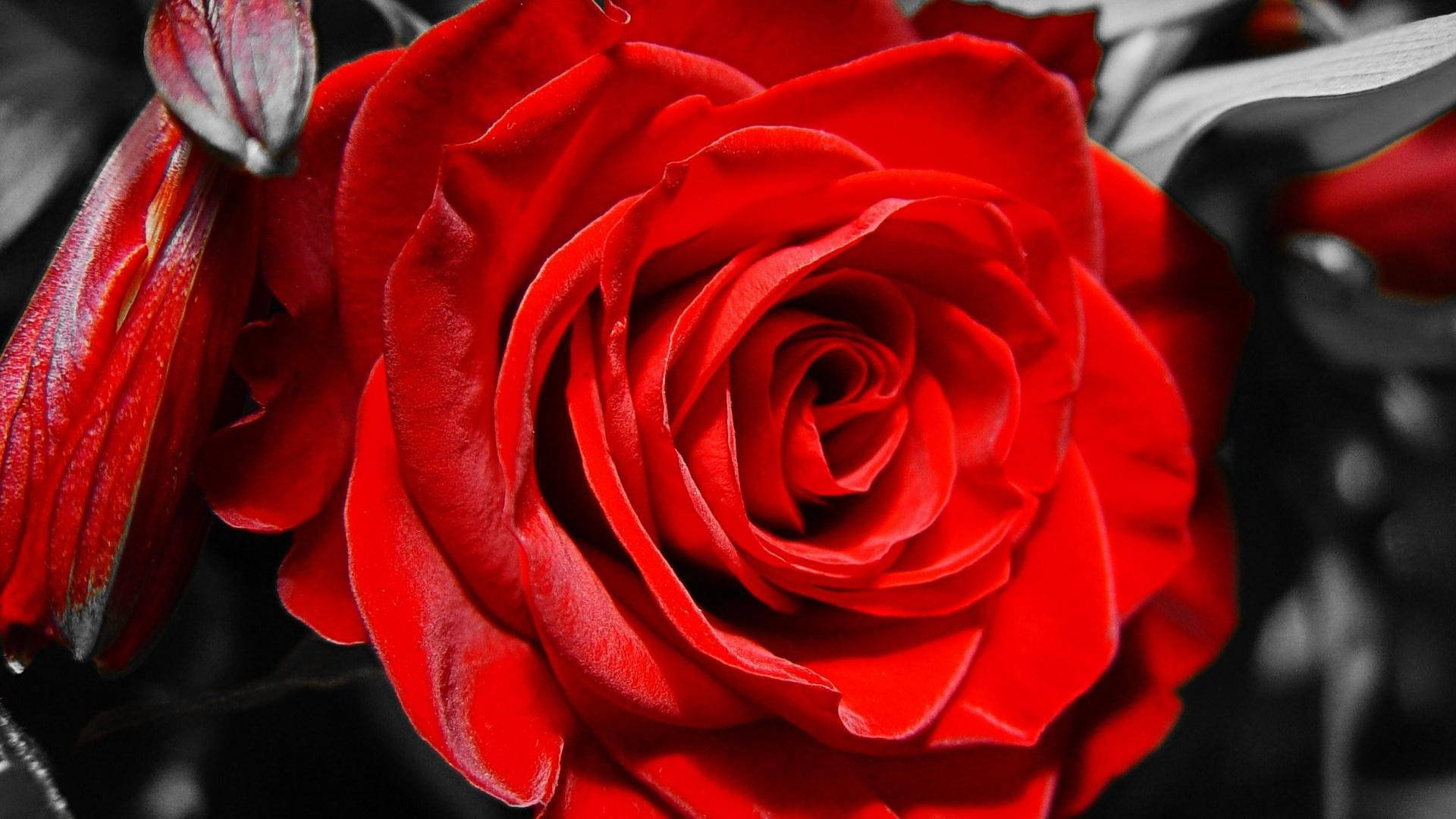 Red And White Roses Wallpapers