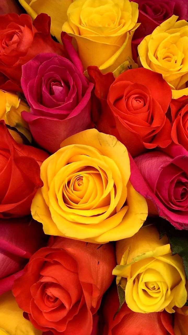 Red And Yellow Flowers Wallpapers