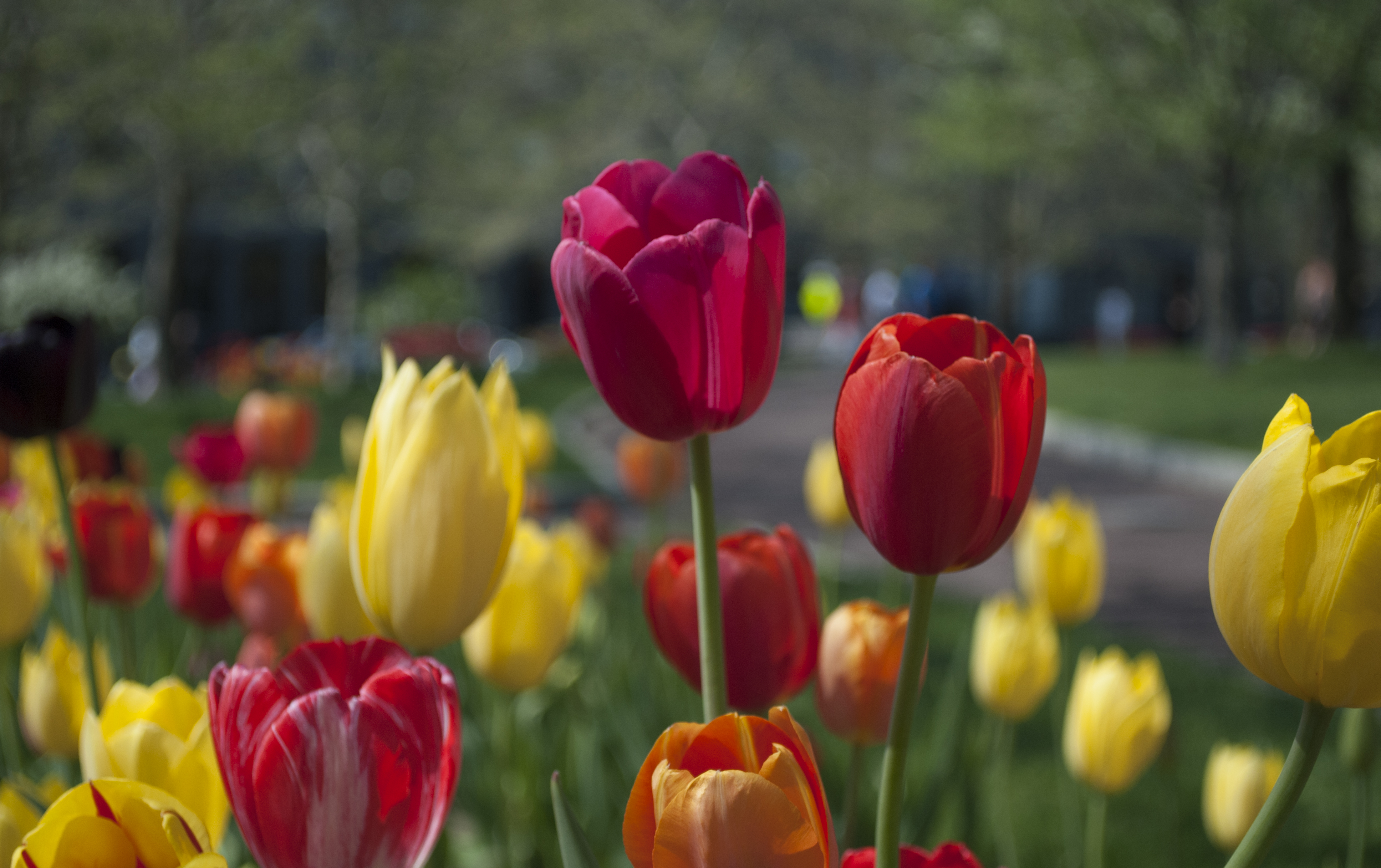 Red And Yellow Flowers Wallpapers