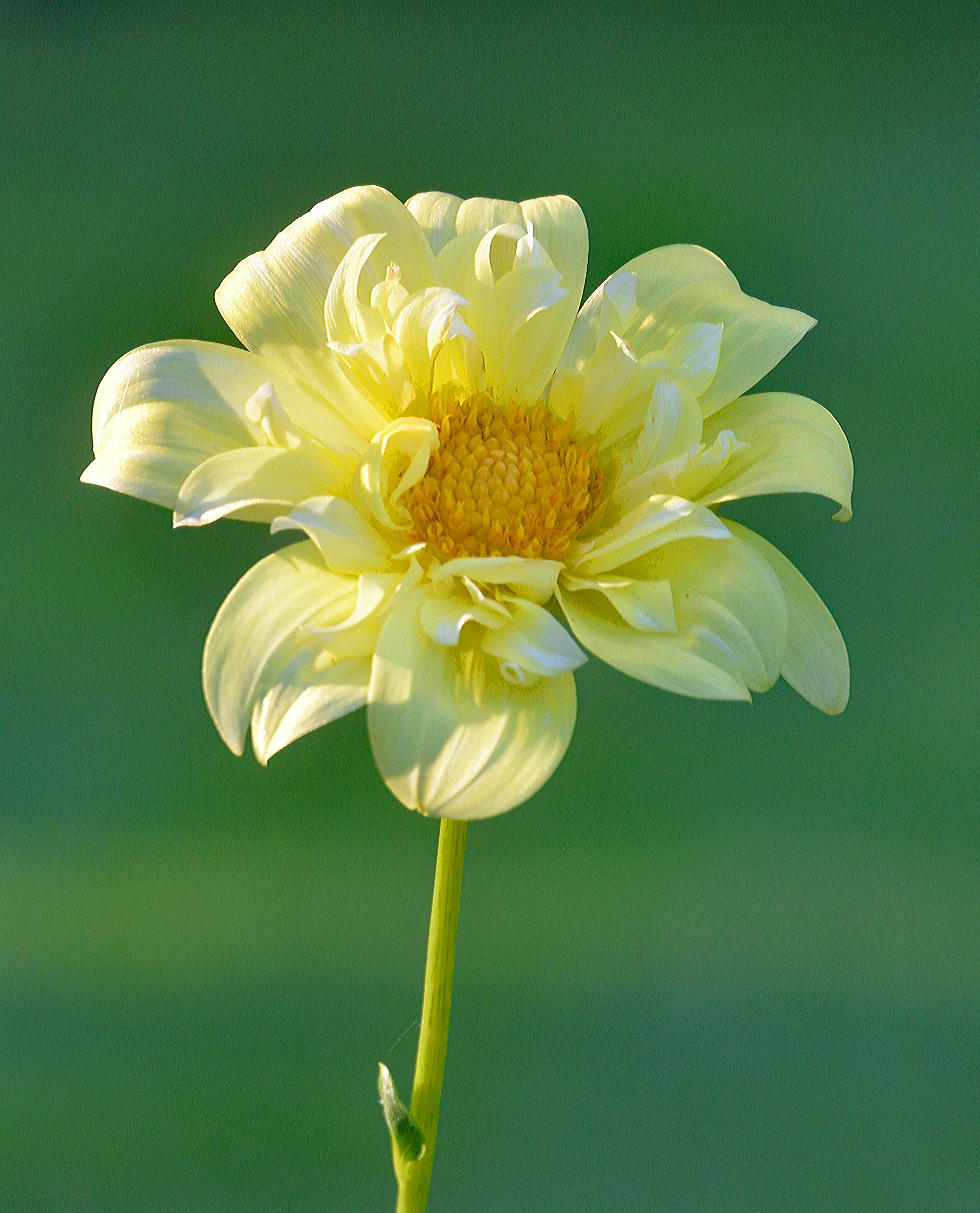 Red And Yellow Flowers Wallpapers