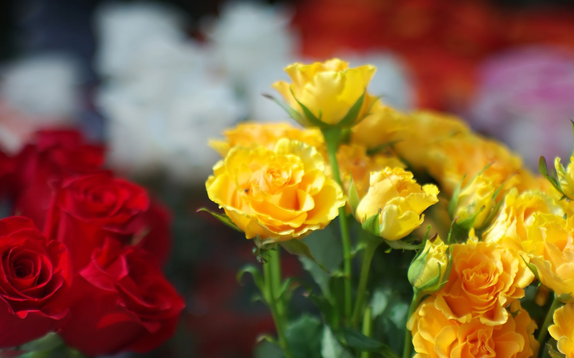 Red And Yellow Flowers Wallpapers