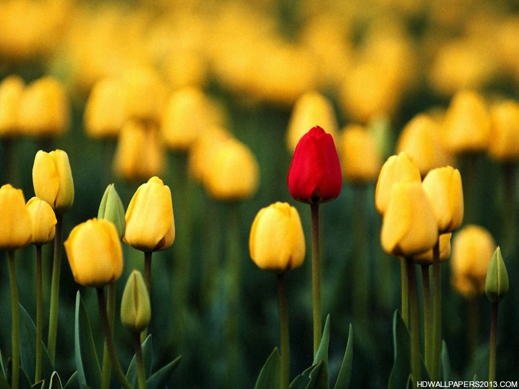 Red And Yellow Flowers Wallpapers